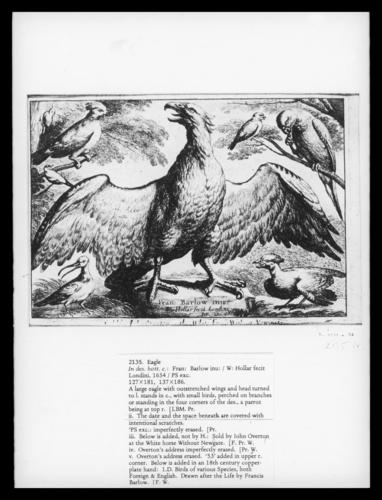 Eagle