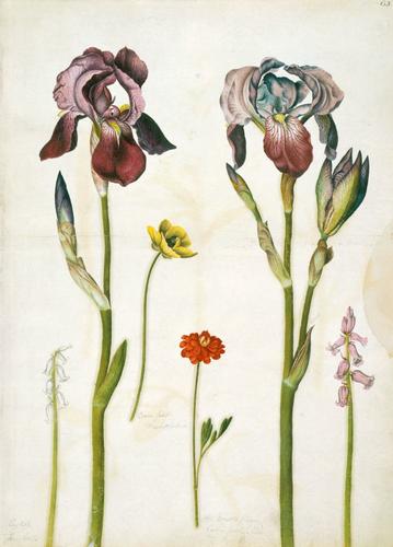 German flag irises, Montpellier ranunculus, turban ranunculus, and bluebells