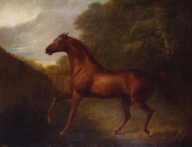 Portrait of a chestnut horse
