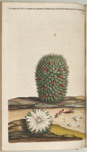 Horti medici Amstelodamensis rariorum, tam orientalis, quam occidentalis Indiae, aliarumque peregrinarum plantarum . . . descriptio et icones ; t. 1 / by Joannes Commelinus ; edited by Fredericus Ruyschius and Franciscus Kiggelarius Horti medici Amstelodamensis rariorum, tam orientalis, quam occidentalis Indiae, aliarumque peregrinarum plantarum . . . descriptio et icones ; t. 1 / by Joannes Commelinus ; edited by Fredericus Ruyschius and Franciscus Kiggelarius