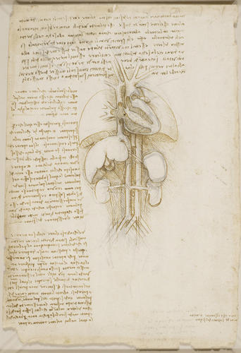 Recto: The heart, lungs, liver, spleen and kidneys, with blood vessels, and notes. Verso: A figure in profile showing the position of the lungs, with notes