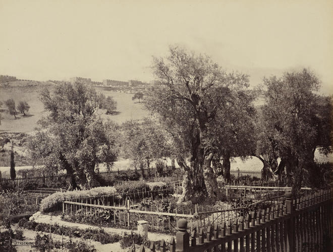 Garden of Gethsemane [Jerusalem]