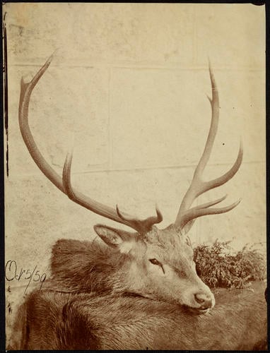 Stag shot by the Prince