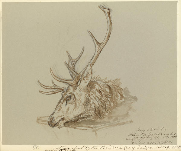 Stag shot by Albert on Craig Doign