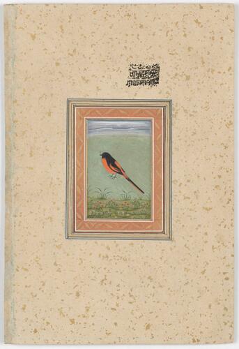 Master: Mughal album of portraits, animals and birds.
Item: Portrait of Emperor Jahandar Shah and painting of an orange minivet Master: Mughal album of portraits, animals and birds.
Item: Portrait of Emperor Jahandar Shah and painting of an orange minivet