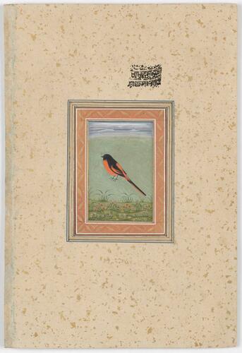 Master: Mughal album of portraits, animals and birds.
Item: Portrait of Emperor Jahandar Shah and painting of an orange minivet