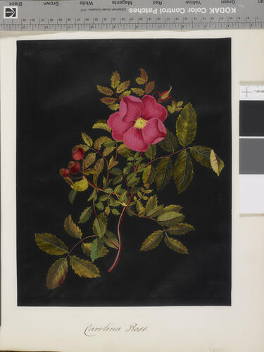Carolina Rose