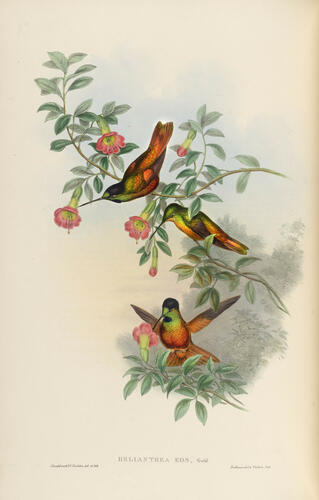 A Monograph of the Trochilidae, or family of humming-birds ; v. 3 / John Gould