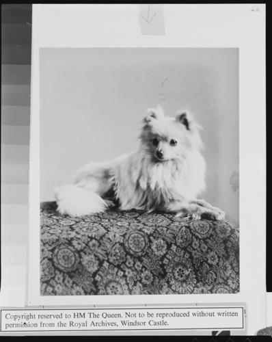 'Gina', pet dog of Queen Victoria, 1888
