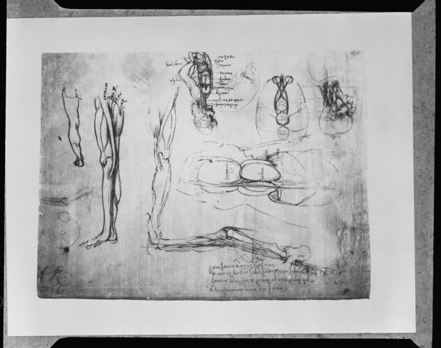 Recto: Miscellaneous anatomical studies. Verso: The leg sectioned