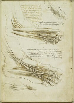 The muscles and tendons of the sole of the foot (recto); The muscles of the lower leg (verso)