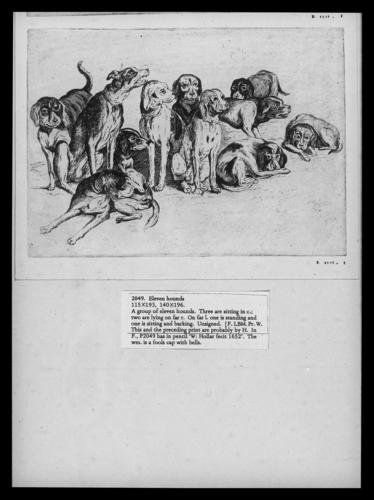 Eleven hounds Eleven hounds