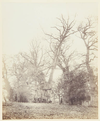 Old Pollard Beech at Ascot Gate, Windsor Great Park