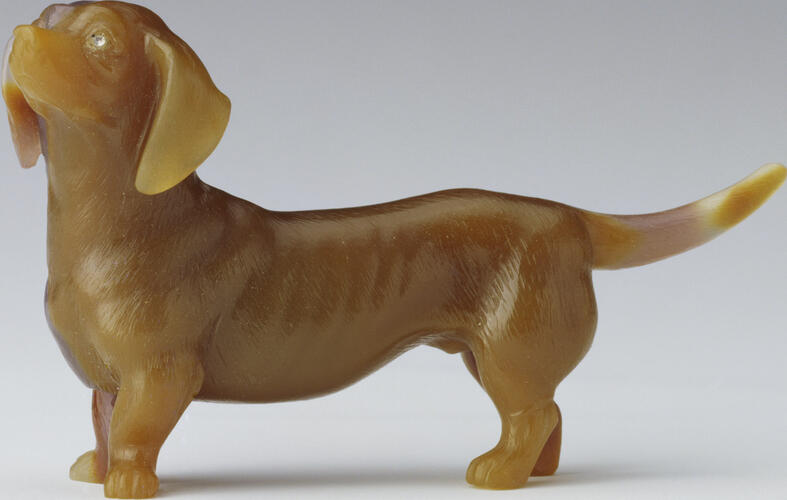 Dachshund