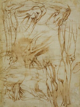 Anatomical studies of a male body