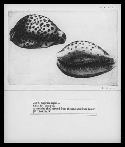 Tiger cowrie (Cypraea tigris L. )