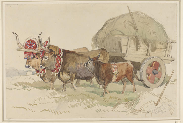 Spanish oxen pulling a hay-cart