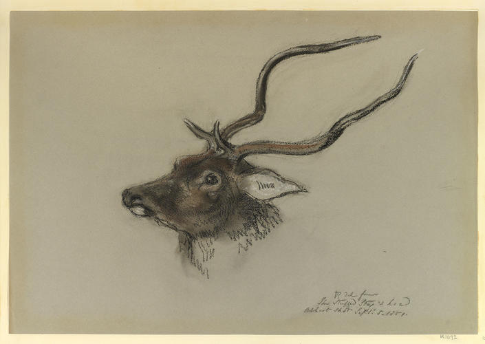 The Stuffed Stag's head Albert shot