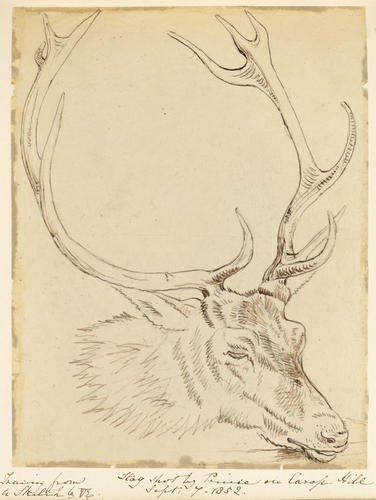 Stag shot by Prince on Canop Hill Sept: 7 - 1852