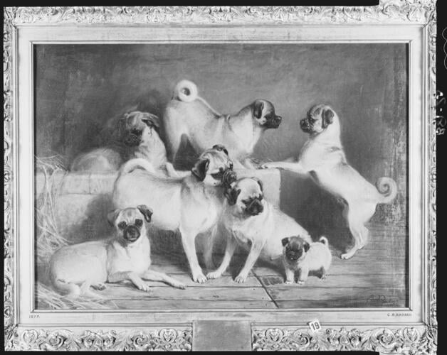 A Family of Pugs