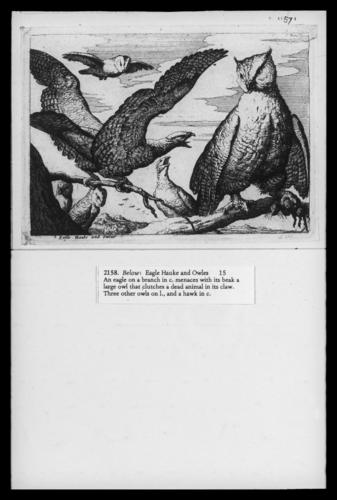 Eagle, Hawk and Owls Eagle, Hawk and Owls