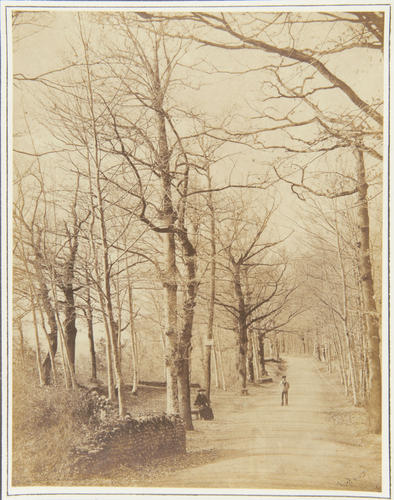 'Study of Trees, Avenue in the Parc, Pau'