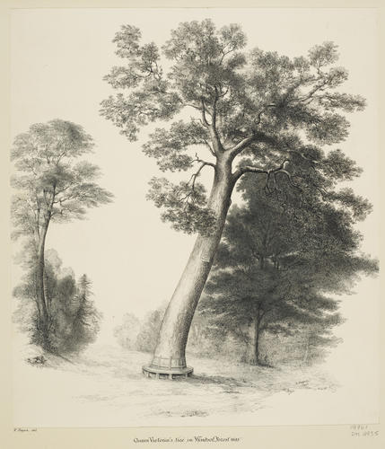 Queen Victoria's oak, Windsor Forest Queen Victoria's oak, Windsor Forest