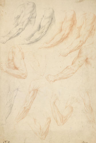 Anatomical studies Anatomical studies