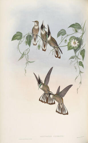 A Monograph of the Trochilidae, or family of humming-birds ; v. 3 / John Gould