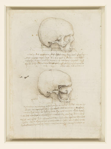 Recto: The skull sectioned. Verso: The cranium