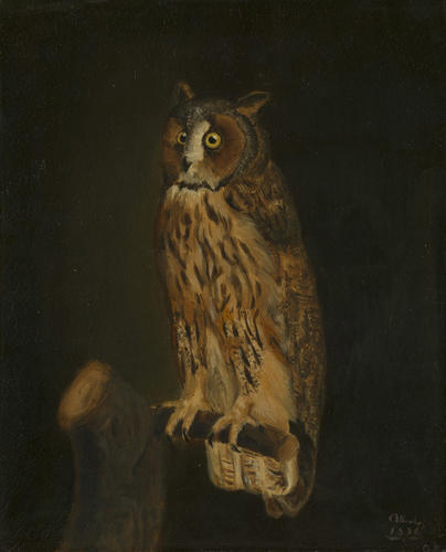 A Long-Eared Owl