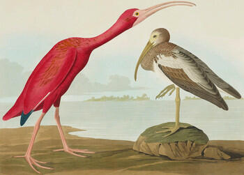 The Birds of America, from original drawings ; v. 4 / by John James Audubon