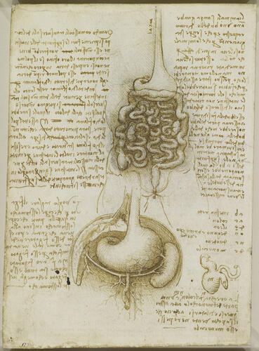 Recto: The gastrointestinal tract, and the bladder. Verso: The gastrointestinal tract, and the stomach, liver and spleen