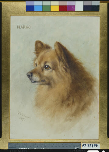 Marco Marco