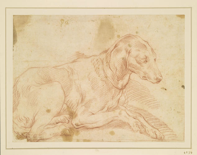 A dog A dog