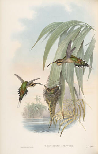A Monograph of the Trochilidae, or family of humming-birds ; v. 1 / John Gould A Monograph of the Trochilidae, or family of humming-birds ; v. 1 / John Gould