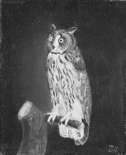 A Long-Eared Owl