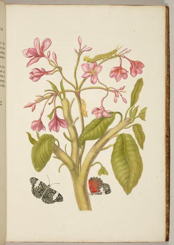Metamorphosis insectorum Surinamensium. In qua erucae ac vermes Surinamenses, cum omnibus suis transformationibus, ad vivum delineatur & describuntur, singulis eorum in plantas, flores & fructus colloeatis, in quibus reperta sunt; tum etiam generatio ranarum, busonum rariorum, lacertarum, serpentatum, araconium & formicarium exhibitur, omnia in America ad virum naturalis magnitudinae picta atque descripta / per Mariam Sibyllam Merian Metamorphosis insectorum Surinamensium. In qua erucae ac vermes Surinamenses, cum omnibus suis transformationibus, ad vivum delineatur & describuntur, singulis eorum in plantas, flores & fructus colloeatis, in quibus reperta sunt; tum etiam generatio ranarum, busonum rariorum, lacertarum, serpentatum, araconium & formicarium exhibitur, omnia in America ad virum naturalis magnitudinae picta atque descripta / per Mariam Sibyllam Merian