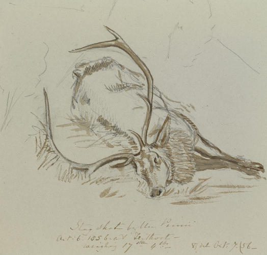 Stag shot by the Prince Oct: 6. 1856 at Frithort