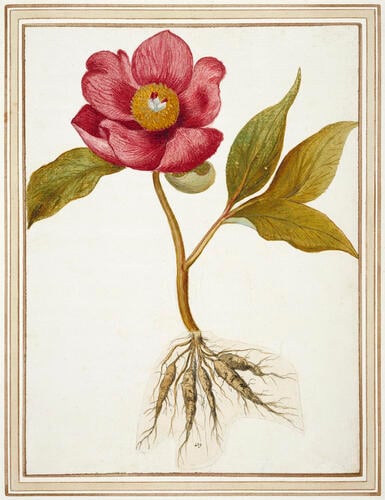 Peony (Paeonia mascula (L. ) Mill. ) with the root of (Paeonia officinalis L. )