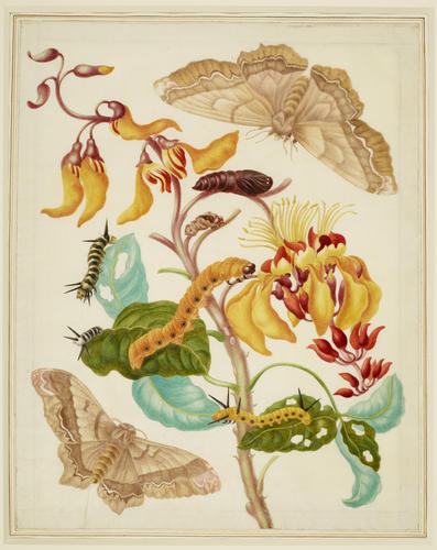 Swamp Immortelle with Giant Silk Moth Swamp Immortelle with Giant Silk Moth