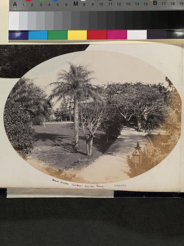 Bermuda 1880: Mount Langton Gardens: Gru-Gru Palms