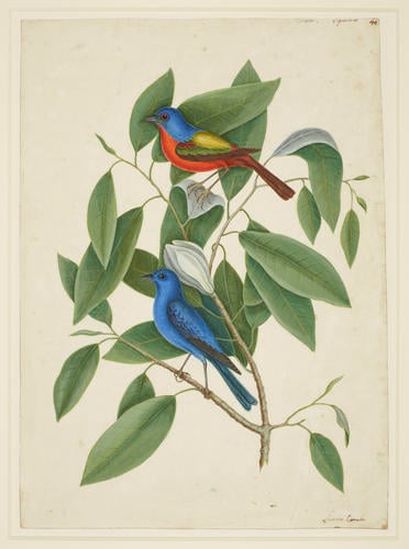 Recto: The Painted Finch, the Blue Linnet and the Sweet Flowering Bay
Verso: The Swallow-Tail Hawk (preparatory drawing for RL 24817) Recto: The Painted Finch, the Blue Linnet and the Sweet Flowering Bay
Verso: The Swallow-Tail Hawk (preparatory drawing for RL 24817)