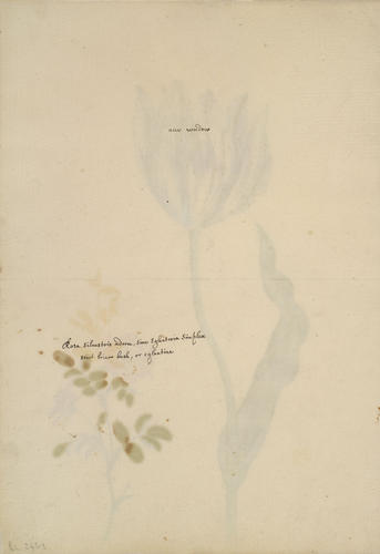 Tulip (Tulipa gesneriana L. ) with the sweet briar (Rosa rubiginosa L. )