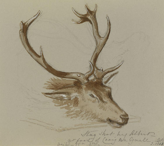 Stag shot by Albert at foot of Craig na Gaell Stag shot by Albert at foot of Craig na Gaell