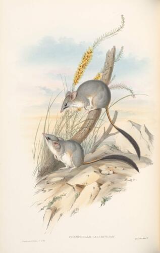 The Mammals of Australia ; v. 1 / by John Gould