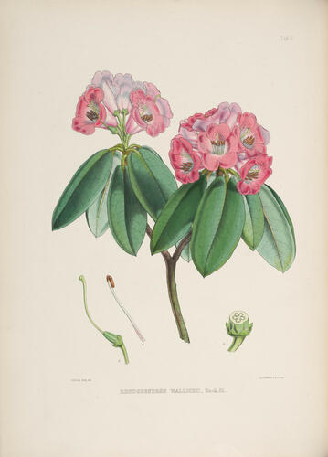 The Rhododendrons of Sikkim-Himalaya : being an account, botanical and geograhpical, of the rhododendrons recently discovered in the mountains of Eastern Himalaya, . . . / by Joseph Dalton Hooker ; edited by Sir W. J. Hooker