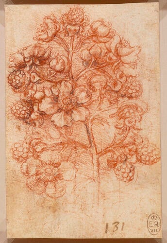 A sprig of blackberry (Rubus fruticosus)