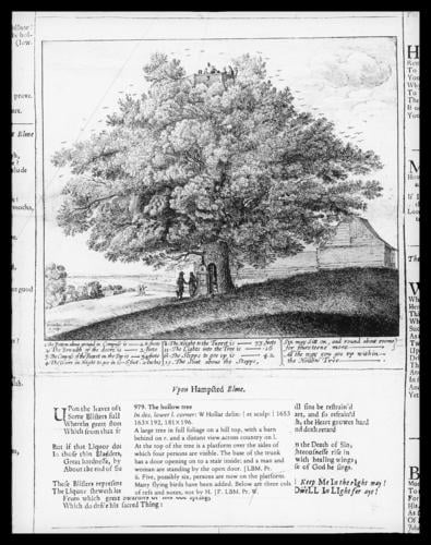 The Hollow Tree The Hollow Tree