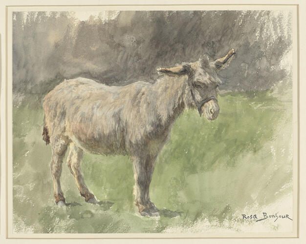 Donkey